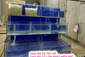Tổng Hợp Thông Tin Về Bể Hải Sản