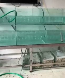 Bể Cá Hải Sản 2 Tầng